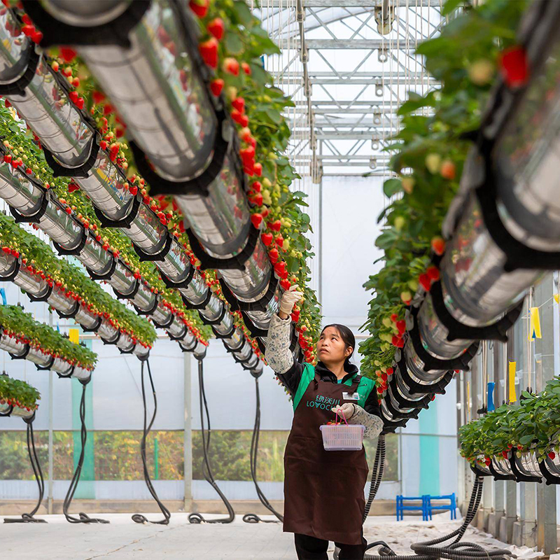 庆阳市蔬菜大棚空中草莓 - 推荐